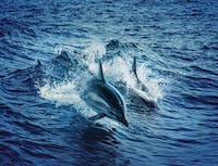 picture of dolphin